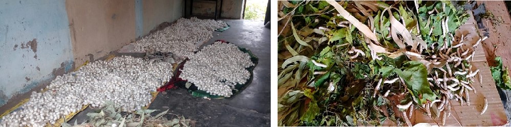 seri culture1 Sericulture